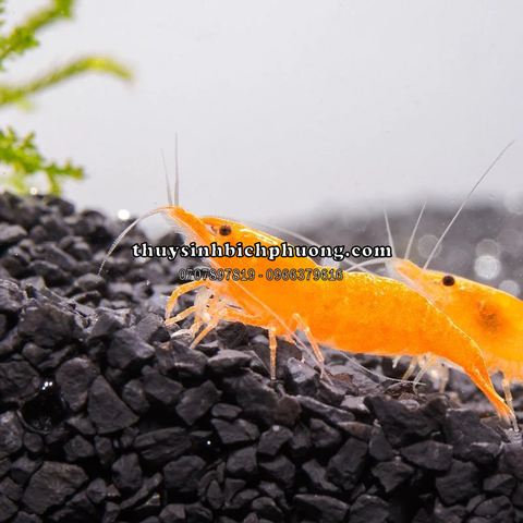 TÉP CAM - ORANGE SHRIMP