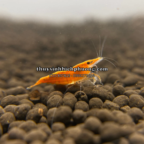 TÉP CAM - ORANGE SHRIMP