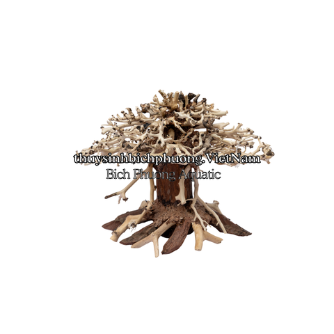 BONSAI MINI TÁN NẤM - TIỂU CẢNH GỖ LŨA