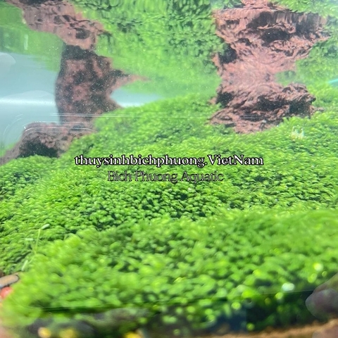 MINI FISSIDEN | MINI FISS MOSS - RÊU TRÃI NỀN MINIFISS