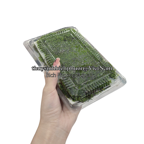 MINI FISSIDEN | MINI FISS MOSS - RÊU TRÃI NỀN MINIFISS