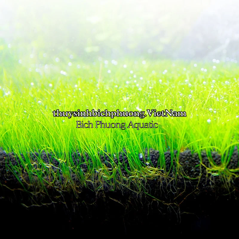 FLUVAL BIO STRATUM 8KG - PHÂN NỀN / ĐẤT NỀN THỦY SINH