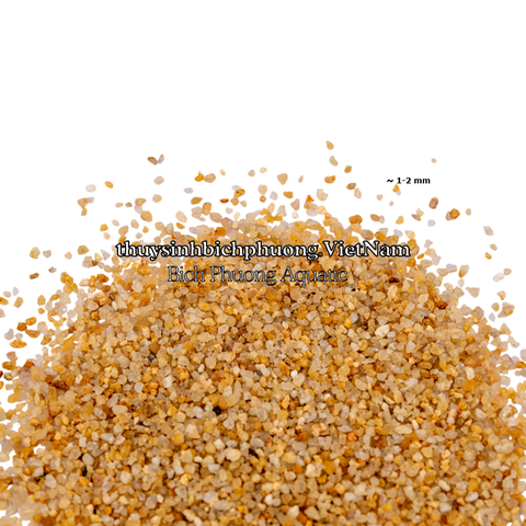 SHIMMERING GOLDEN SAND | CÁT NẮNG VÀNG KIM SA