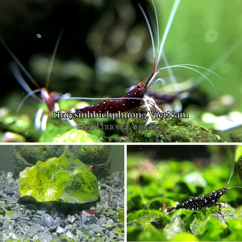 BỘT TẠO RÊU, KÍCH TẢO XANH CHO HỒ CÁ  CẢNH, TÉP SULA