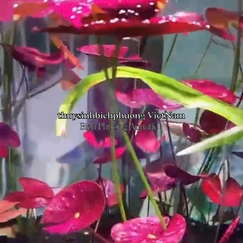 SEN RUBY ĐỎ | SUPER RED LOTUS - CÂY THỦY SINH