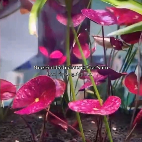 SEN RUBY ĐỎ | SUPER RED LOTUS - CÂY THỦY SINH