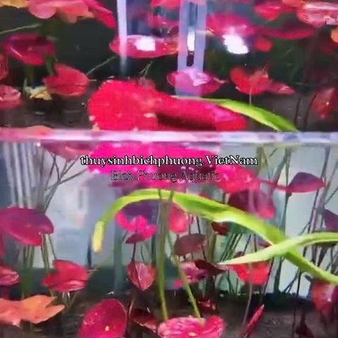 SEN RUBY ĐỎ | SUPER RED LOTUS - CÂY THỦY SINH