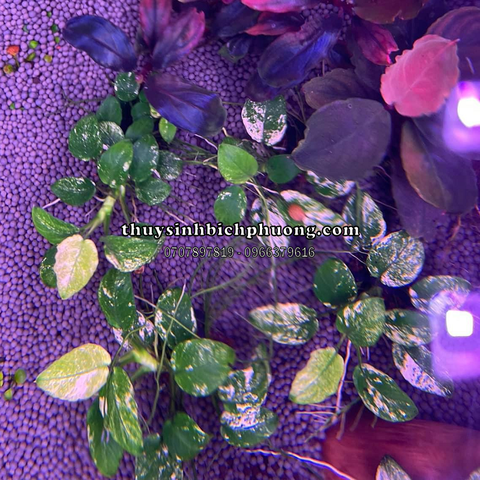 HẠT GỐM | SẠN GỐM XÁM ĐEN - CERAMIC DARK GRAY TRÃI NỀN