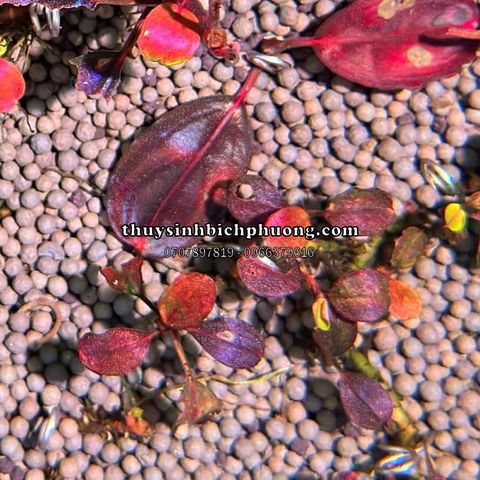 HẠT GỐM | SẠN GỐM XÁM ĐEN - CERAMIC DARK GRAY TRÃI NỀN