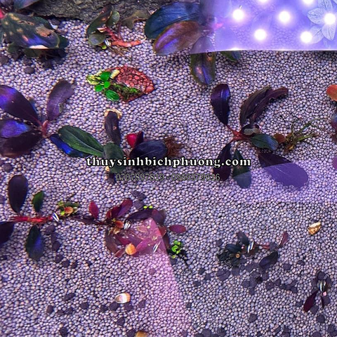 HẠT GỐM | SẠN GỐM XÁM ĐEN - CERAMIC DARK GRAY TRÃI NỀN