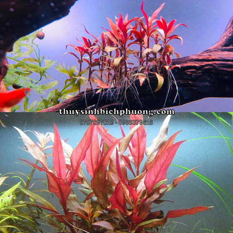 HUYẾT TÂM LAN MINI | ALTERNANTHERA REINECKII - CÂY THỦY SINH
