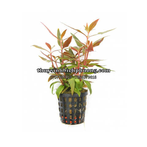 HUYẾT TÂM LAN MINI | ALTERNANTHERA REINECKII - CÂY THỦY SINH