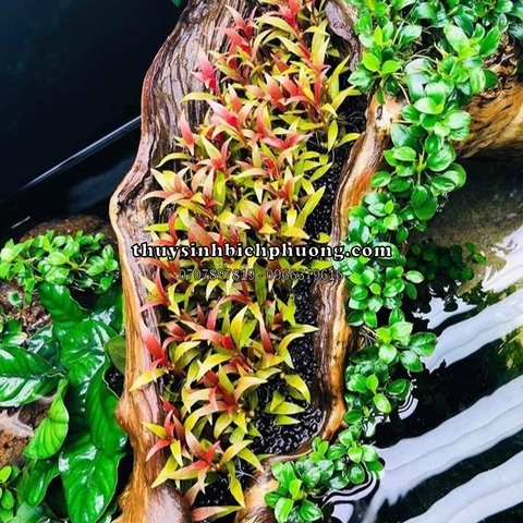 HUYẾT TÂM LAN MINI | ALTERNANTHERA REINECKII - CÂY THỦY SINH