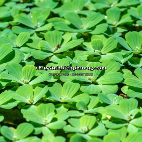 BÈO TAI TƯỢNG / BÈO CÁI - CÂY THỦY SINH