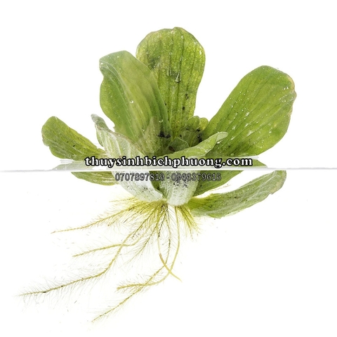 BÈO TAI TƯỢNG / BÈO CÁI - CÂY THỦY SINH