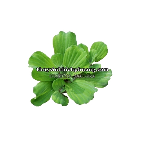 BÈO TAI TƯỢNG / BÈO CÁI - CÂY THỦY SINH