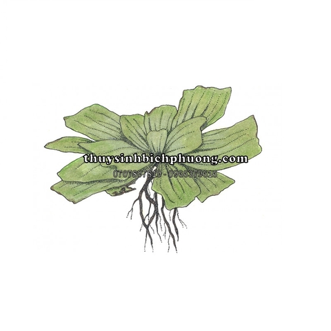 BÈO TAI TƯỢNG / BÈO CÁI - CÂY THỦY SINH