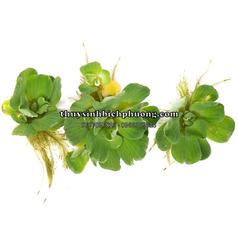 BÈO TAI TƯỢNG / BÈO CÁI - CÂY THỦY SINH