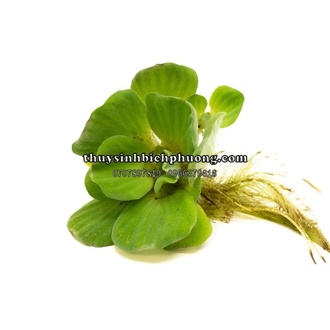 BÈO TAI TƯỢNG / BÈO CÁI - CÂY THỦY SINH