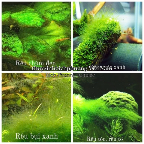 MANGA CLEAN 300ML - CHẾ PHẨM DIỆT RÊU HẠI CẤP TỐC