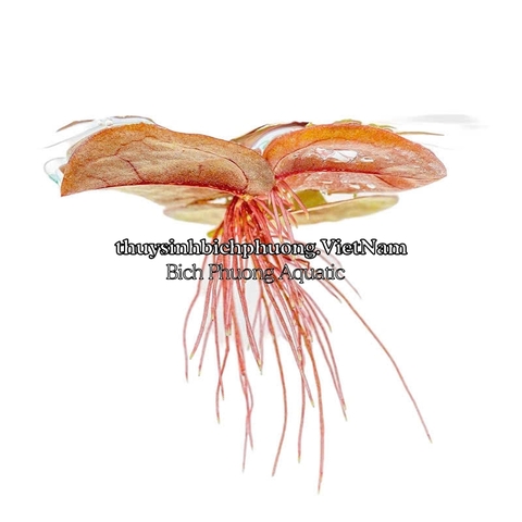 5 NHÁNH BÈO RỄ ĐỎ / DIỆP HẠ CHÂU - CÂY THỦY SINH