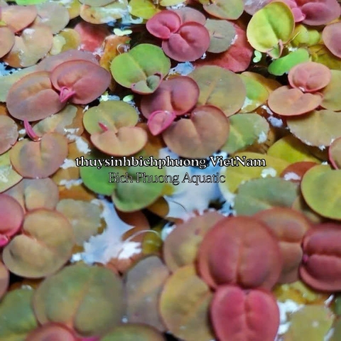 5 NHÁNH BÈO RỄ ĐỎ / DIỆP HẠ CHÂU - CÂY THỦY SINH