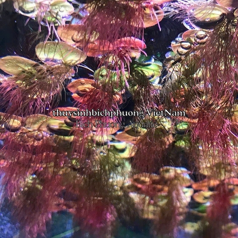 5 NHÁNH BÈO RỄ ĐỎ / DIỆP HẠ CHÂU - CÂY THỦY SINH