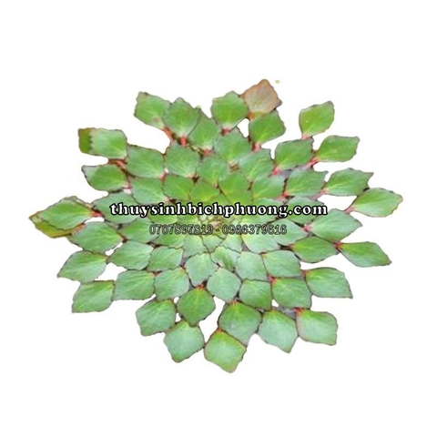 CÂY ẤU THÁI THỦY SINH