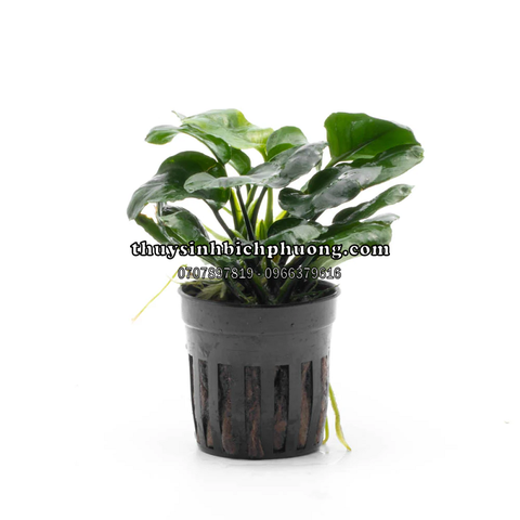 RÁY LÁ TRÒN MINI| ANUBIAS BARTERRI VAR.NANA MINI COIN - CÂY THỦY SINH