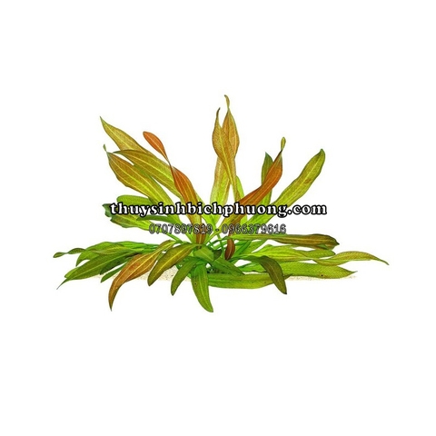 TRẦU ĐỎ LÁ HẸP | ECHINODORUS 'RED CHILI - CÂY THỦY SINH
