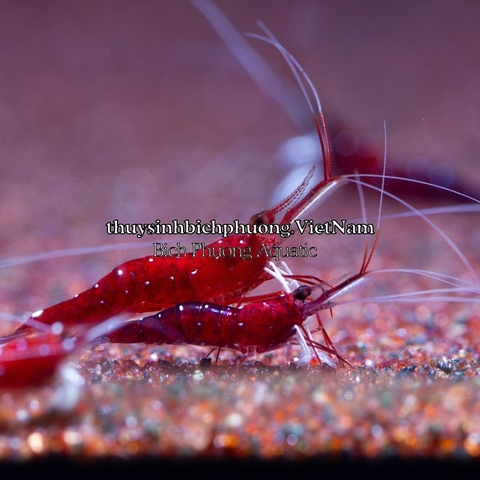 MINERAL SULAWESI 7.5 THƯƠNG HIỆU EBI-VN - KHOÁNG CÁ TÉP