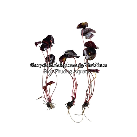 SEN RUBY ĐỎ | SUPER RED LOTUS - CÂY THỦY SINH