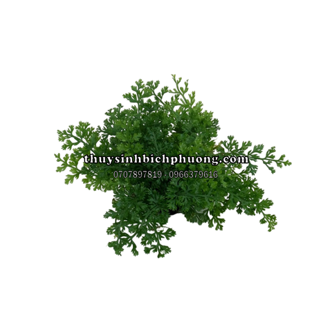 DƯƠNG XỈ CHÂU PHI MINI - CÂY THỦY SINH, BÁN CẠN