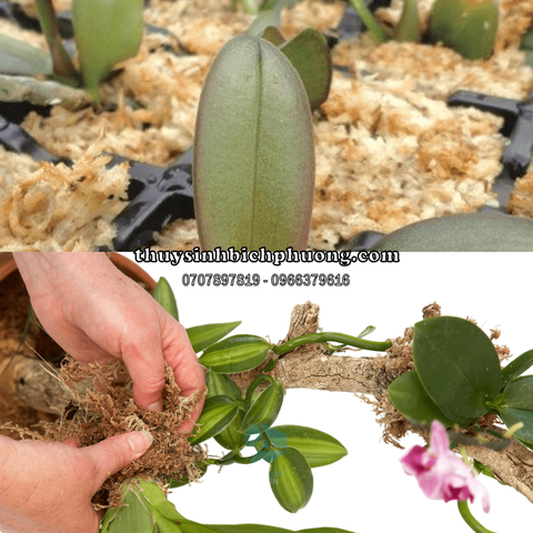 DỚN CHILE (TÚI 100GR) - DỚN MỀM, DỚN KHÔ, DỚN TRẮNG, GIÁ THỂ TRỒNG LAN, CÂY BẮT MỒI, KIỂNG LÁ