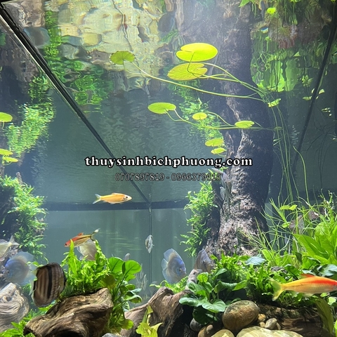 CỦ SÚNG | CỦ SEN THÁI ĐỎ - CÂY THỦY SINH