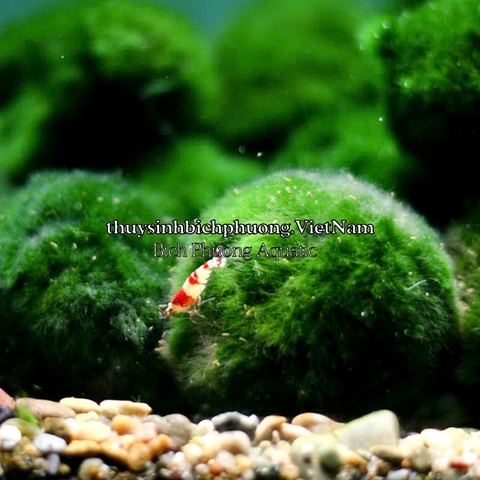 MARIO MOSS BALL - TẢO CẦU RÊU NHẬT BẢN