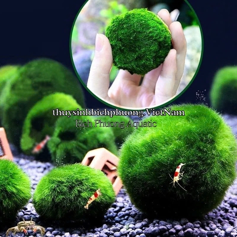 MARIO MOSS BALL - TẢO CẦU RÊU NHẬT BẢN