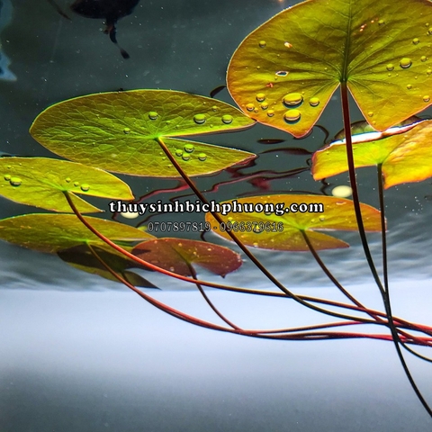 CỦ SÚNG | CỦ SEN THÁI ĐỎ - CÂY THỦY SINH