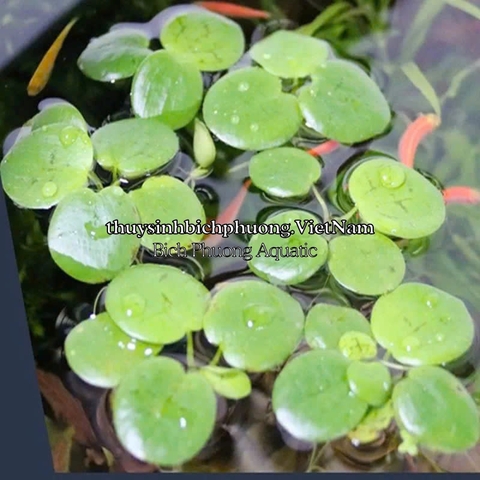 5 BÚP BÈO NHẬT - CÂY THỦY SINH