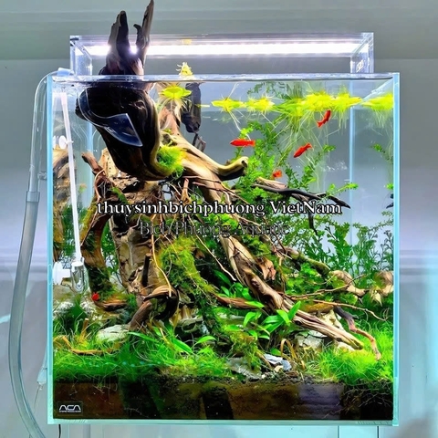 5 BÚP BÈO NHẬT - CÂY THỦY SINH