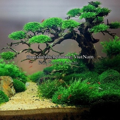 FLORAFER GREEN RELIVE - PHÂN NƯỚC TỔNG HỢP