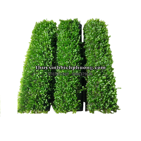 FISSIDENS NOBILIS - RÊU PHƯỢNG VĨ ĐÀI CỘT LŨA