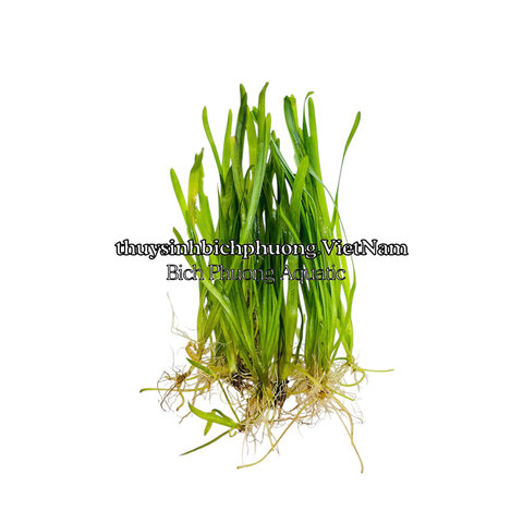 CÂY HẸ NƯỚC THỦY SINH (VALLISNERIA AMERICANA)