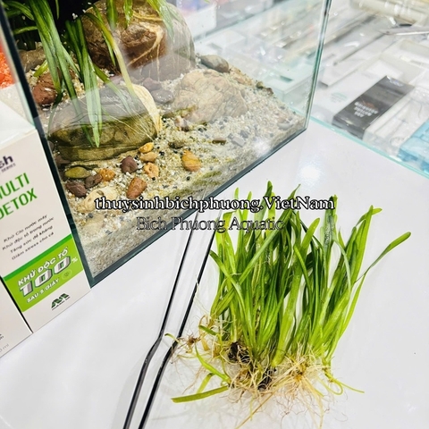 CÂY HẸ NƯỚC THỦY SINH (VALLISNERIA AMERICANA)