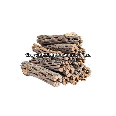 CHOLLA WOOD BABY - LŨA XƯƠNG RỒNG