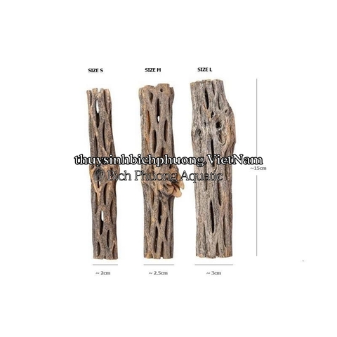 CHOLLA WOOD BABY - LŨA XƯƠNG RỒNG