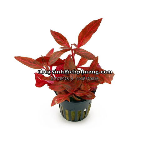 HUYẾT TÂM LAN MINI GÂN TRẮNG |  ALTERNANTHERA REINECKII "ROSANERVIG" - CÂY THỦY SINH