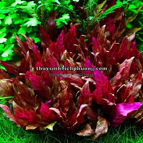 HUYẾT TÂM LAN MINI GÂN TRẮNG |  ALTERNANTHERA REINECKII "ROSANERVIG" - CÂY THỦY SINH