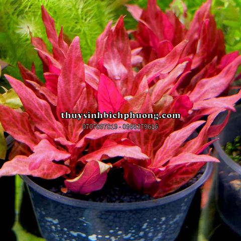 HUYẾT TÂM LAN MINI GÂN TRẮNG |  ALTERNANTHERA REINECKII "ROSANERVIG" - CÂY THỦY SINH