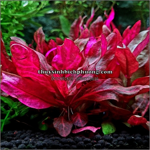 HUYẾT TÂM LAN MINI GÂN TRẮNG |  ALTERNANTHERA REINECKII "ROSANERVIG" - CÂY THỦY SINH